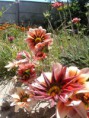 /album/fotogaleria/dsc07567-jpg/